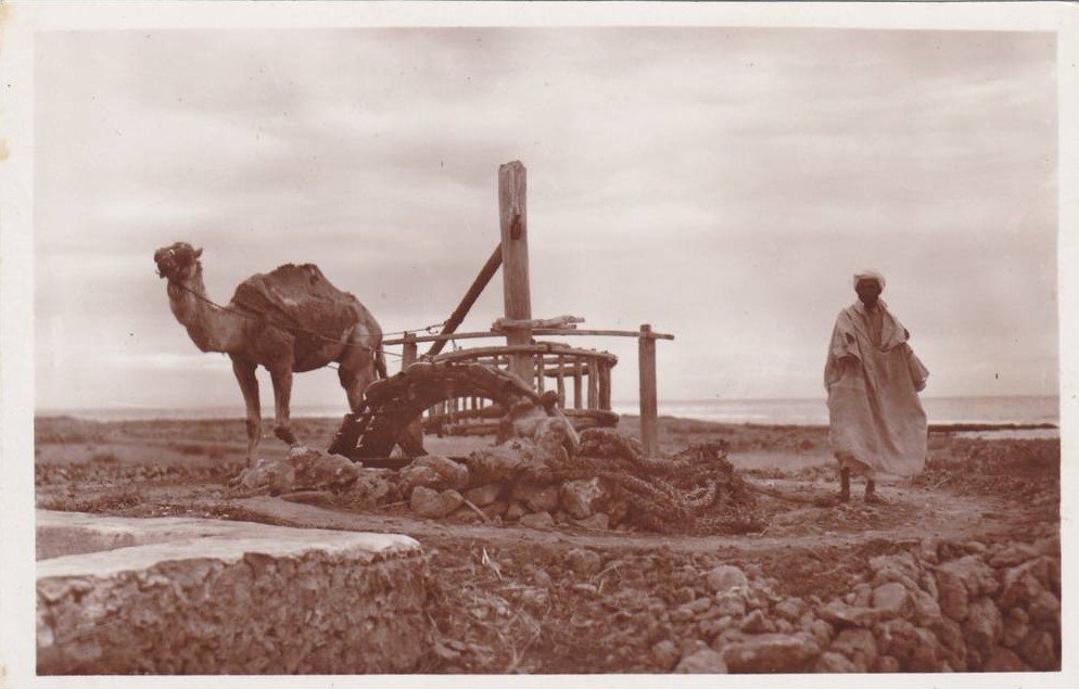 une noria à manège en Algérie