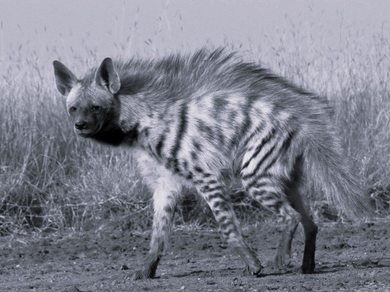 une hyène rayée Algérie
